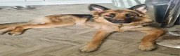 German Shepherd dogs for sale: German shepherd puppies  - Advert 1