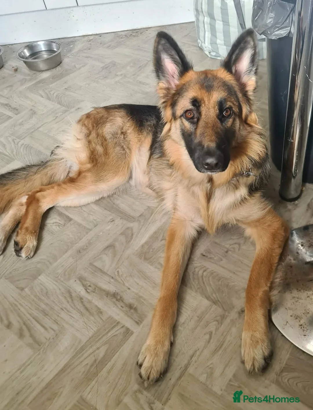 German Shepherd dogs for sale: German shepherd puppies  - Advert 1