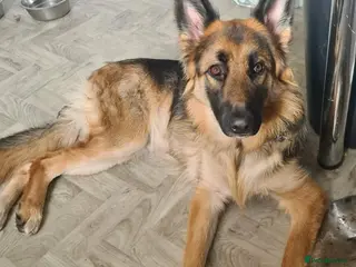 German Shepherd dogs German shepherd puppies - Advert 1