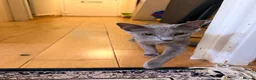 Russian Blue cats for sale: Female Russian Blue in Birmingham - Advert 4