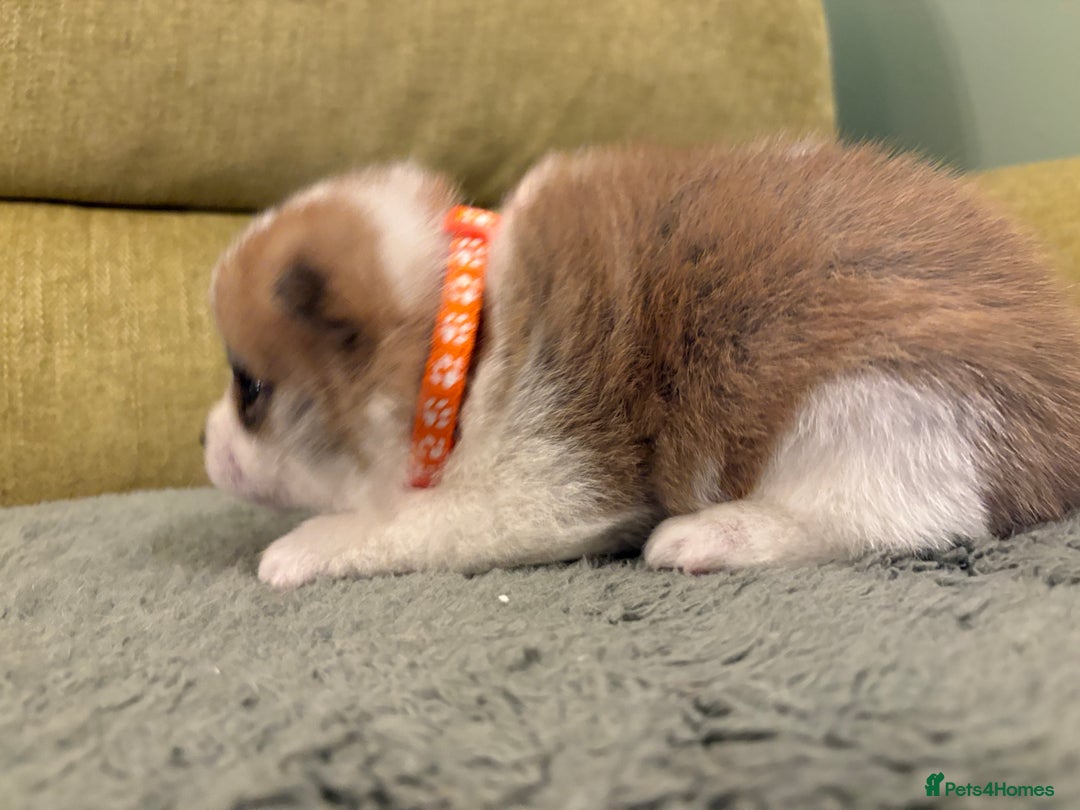 Mixed Breed dogs for sale: Pomskiba Inu Puppies. Shiba Inu x Pomsky - Advert 32