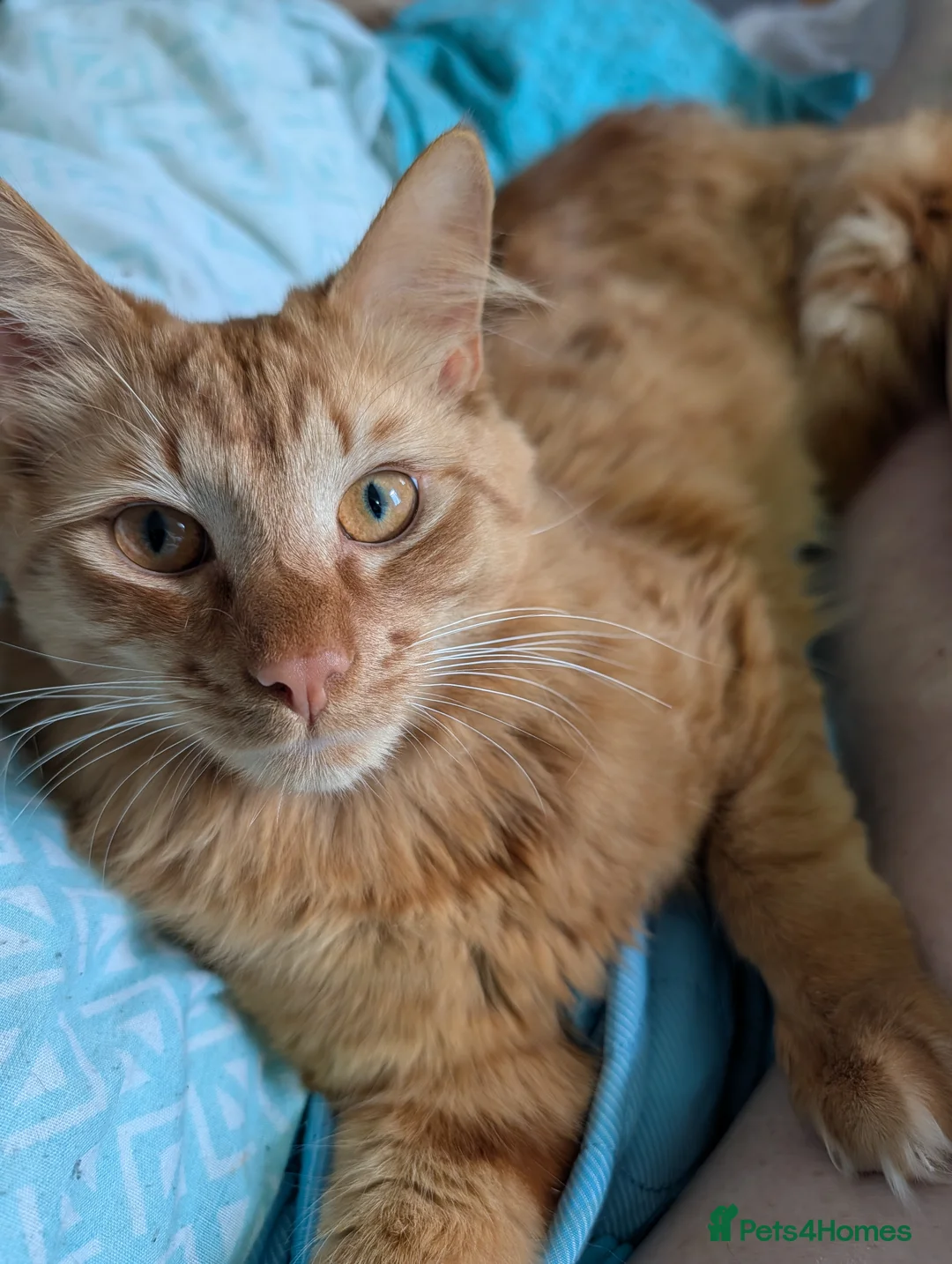 Mixed Breed cats for sale: Ginger female kittens  - Advert 4