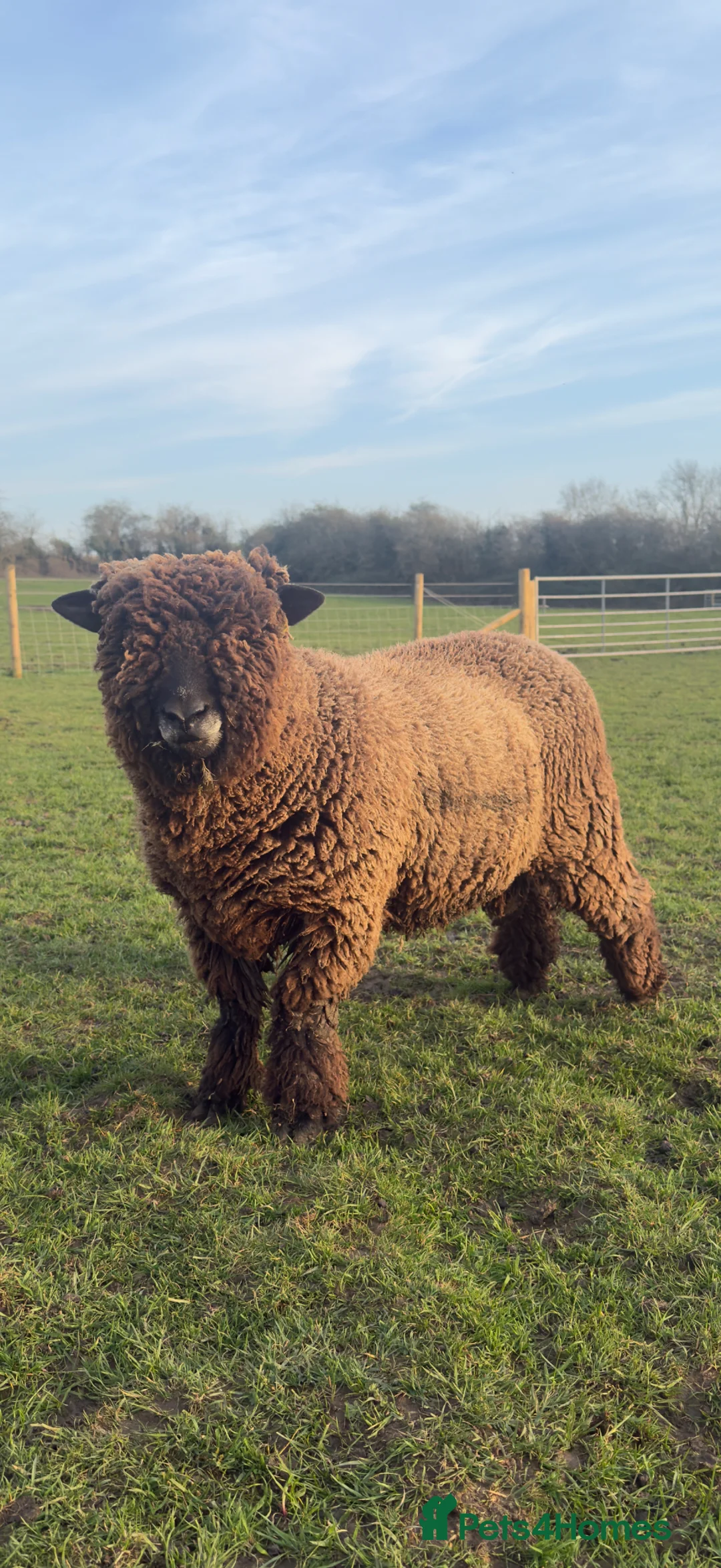 Sheep livestock for sale: Pedigree Coloured Ryeland Shearling Rams in Southam - Advert 2