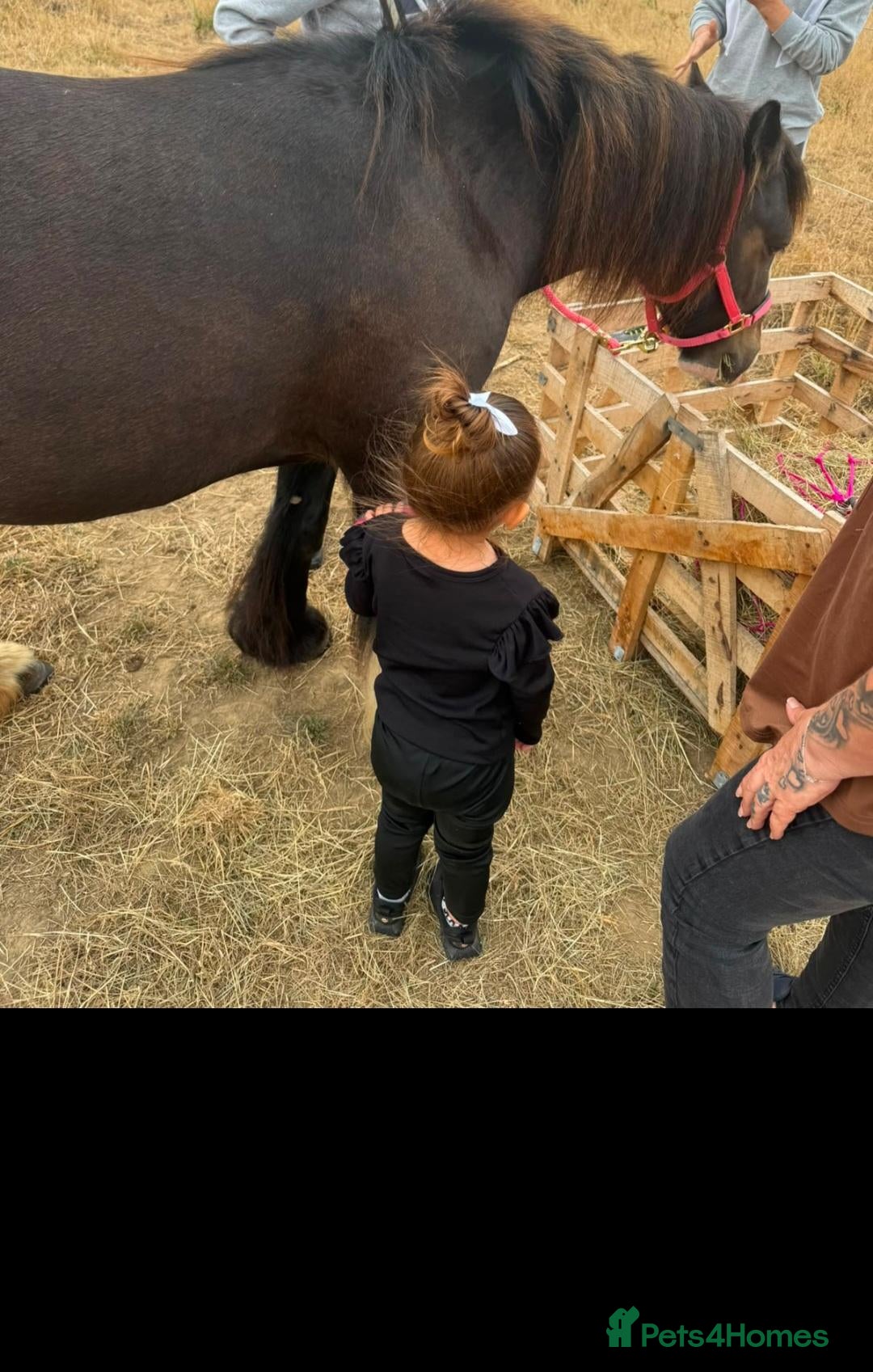 Irish Cob horses Cece  - Advert 1