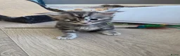 Maine Coon cats for sale: Maine coon kittens for sale  - Advert 4
