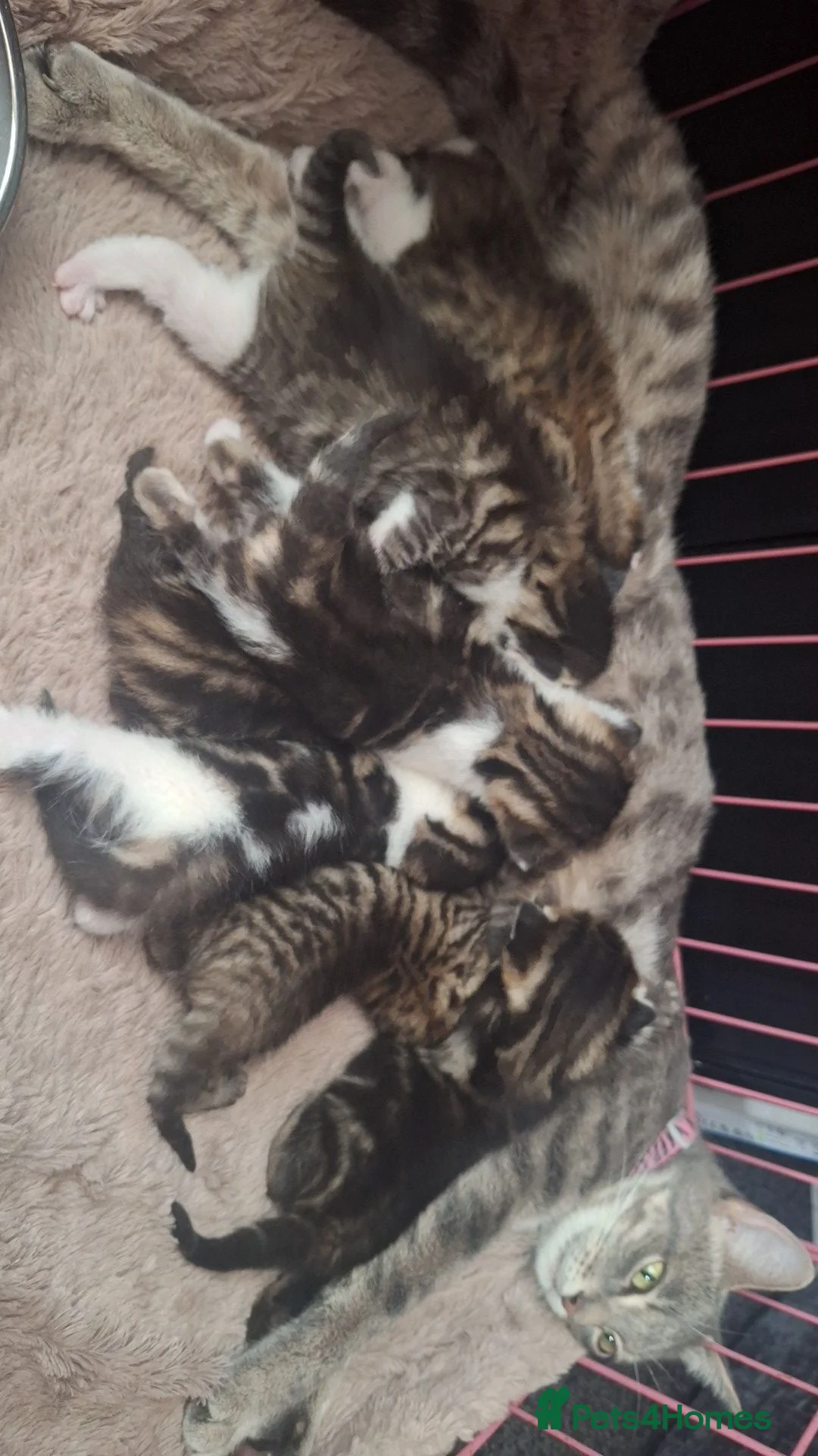 Bengal cats for sale: Bengal mix babies  - Advert 1
