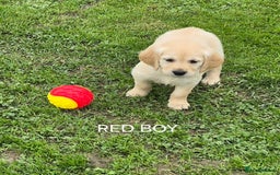 Golden Retriever dogs for sale: KC GOLDEN RETRIEVER PUPPIES  - Image 8
