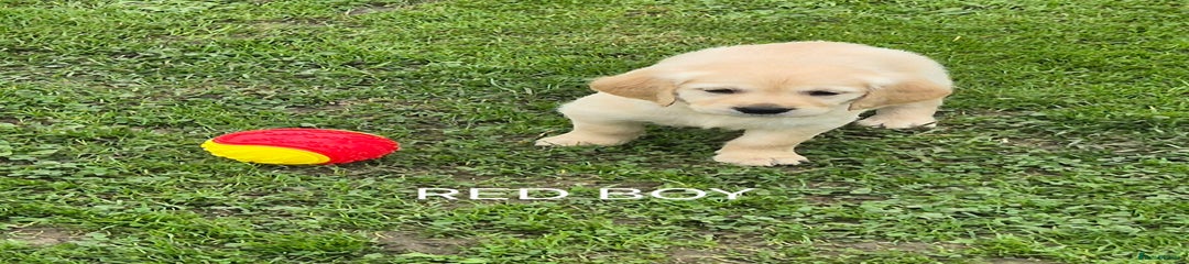 Golden Retriever RED BOY 