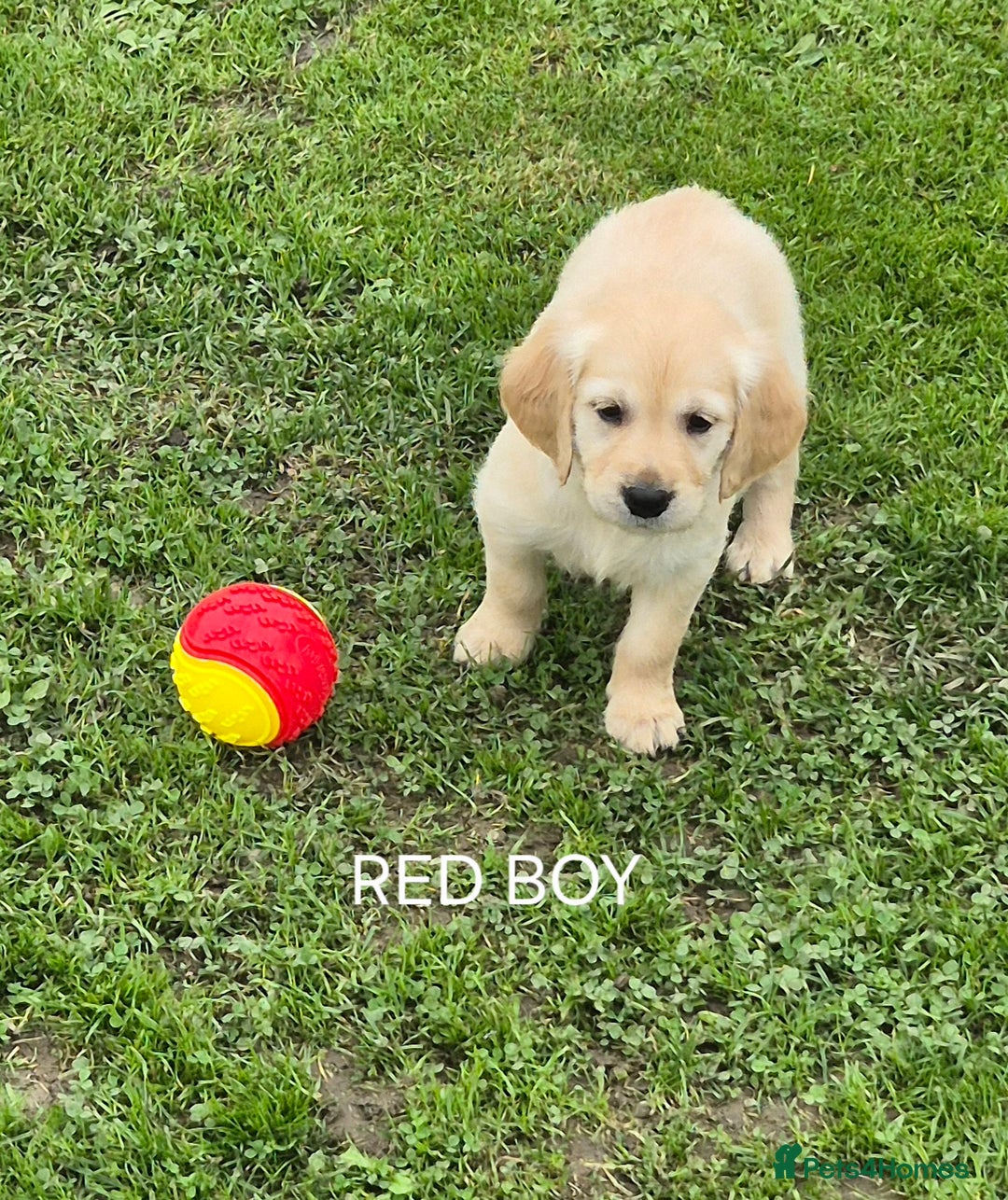 Golden Retriever dogs for sale: KC GOLDEN RETRIEVER PUPPIES  - Image 8