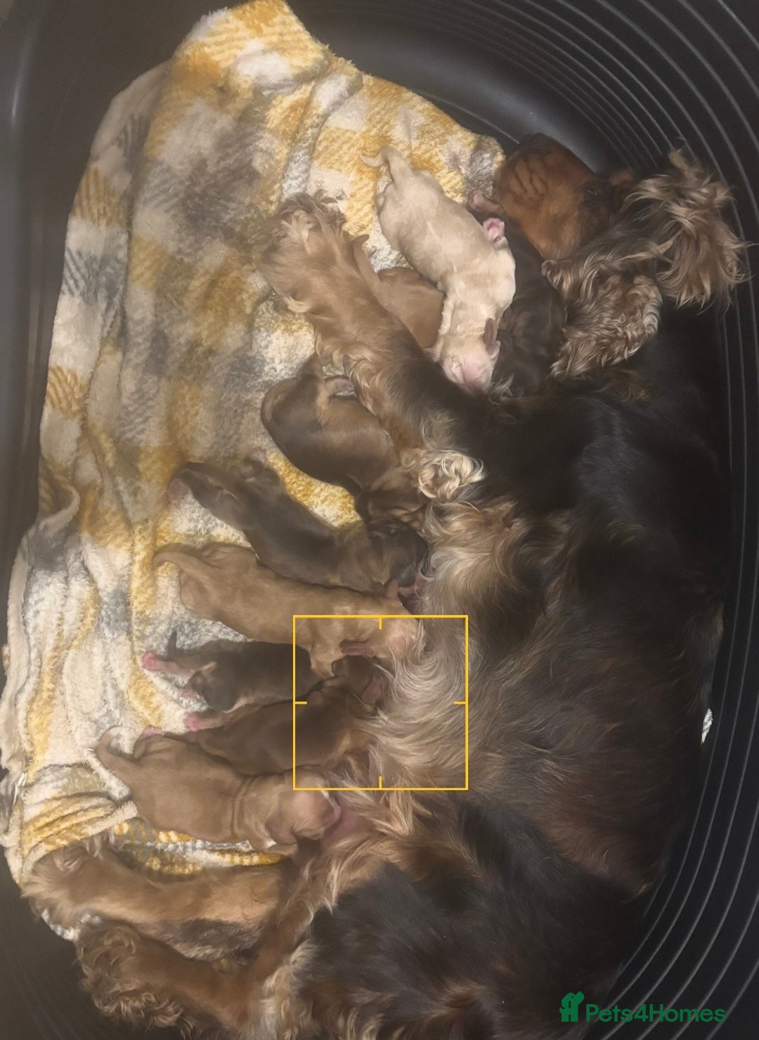 Cocker Spaniel dogs for sale: Health Tested KC Cocker Spaniel Puppies  - Advert 10