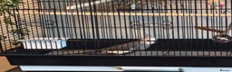 Cockatiels birds for sale: Stunning Whiteface Cockatiel with Cage & Setup⁠ in Birmingham - Advert 3