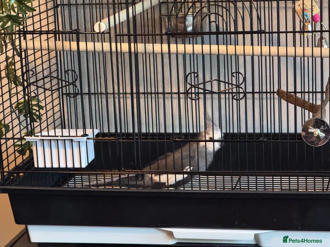 Cockatiels birds for sale: Stunning Whiteface Cockatiel with Cage & Setup⁠ in Birmingham - Advert 3