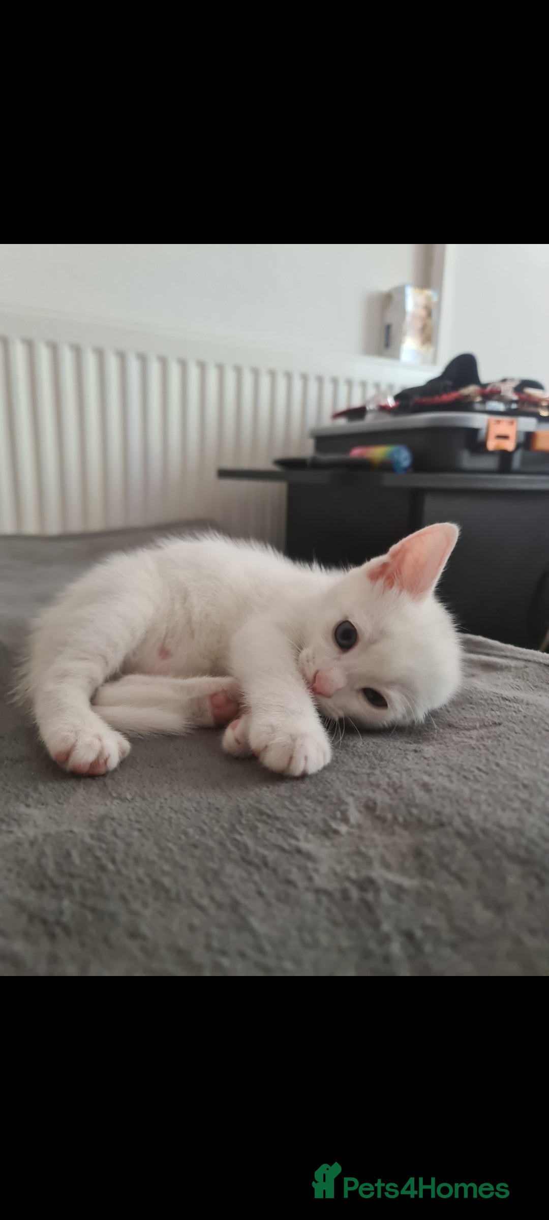 Domestic Shorthair cats for sale: 2 white kittens ready to move into their new homes - Image 9