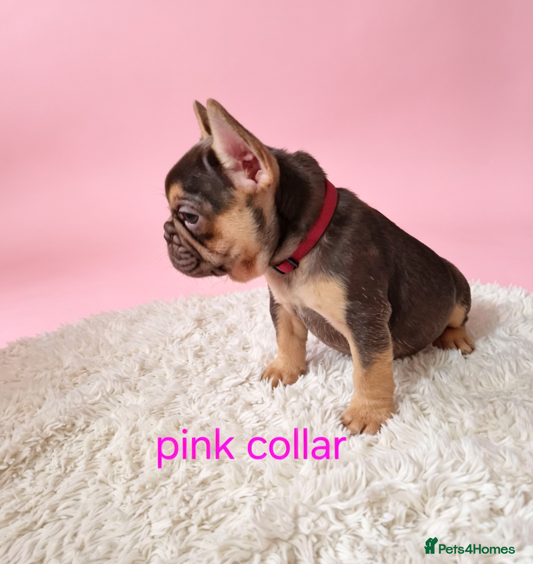 French Bulldog dogs !REDUCED!⭐️Coco&Nero⭐️   Ready Now! - Advert 1