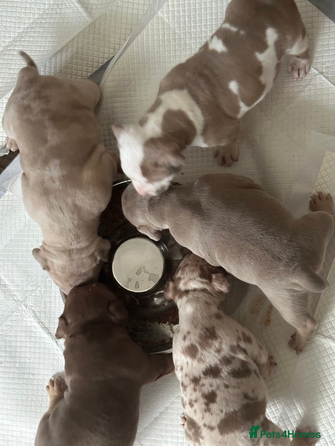 American Bully dogs for sale: 4 pocket bully’s  - Advert 4