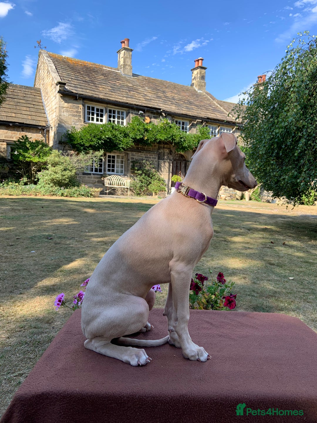 Italian Greyhound dogs for sale: Italian greyhound puppies KC reg European Lineage in Leeds - Image 21