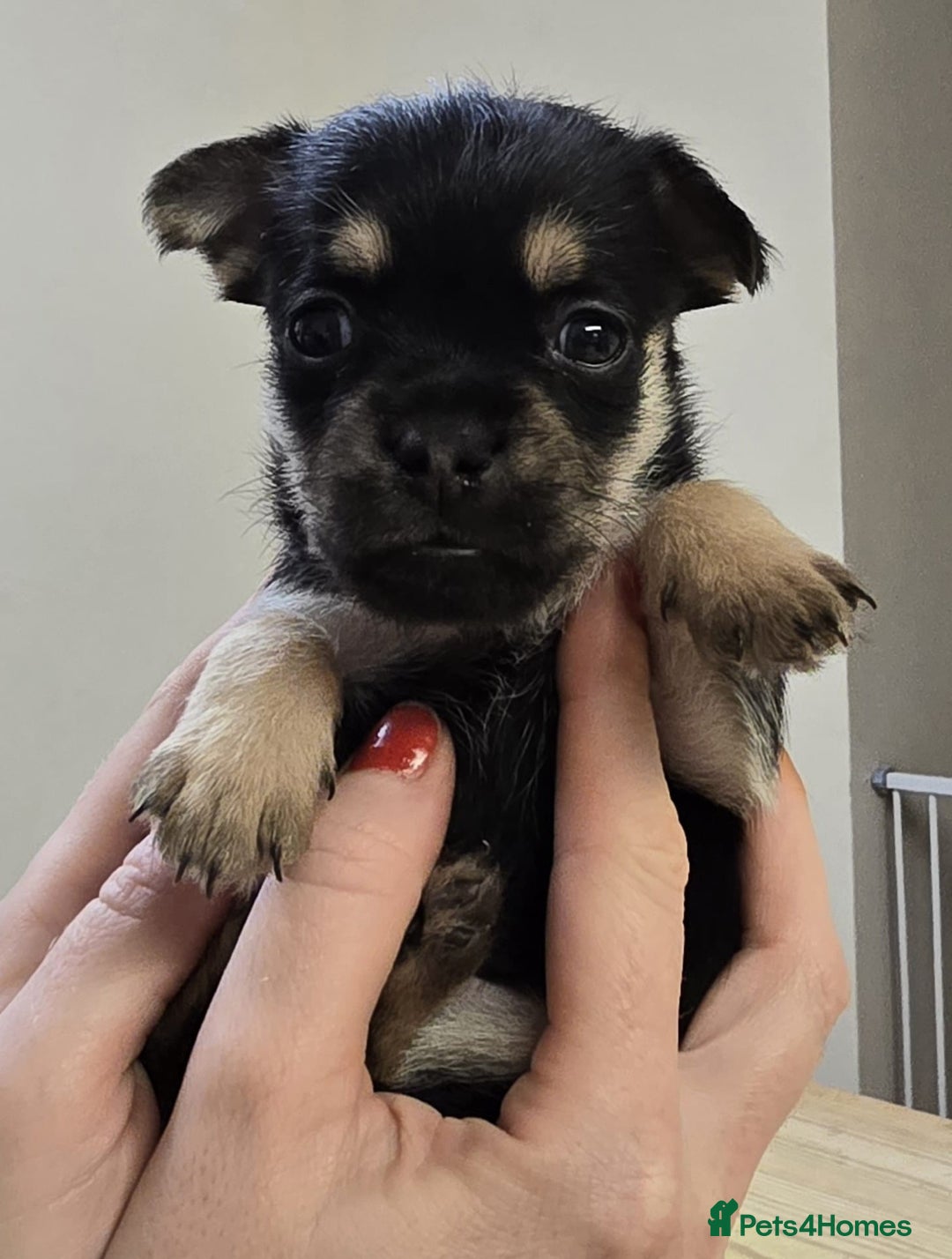 Mixed Breed dogs for sale: Forkies - Advert 2