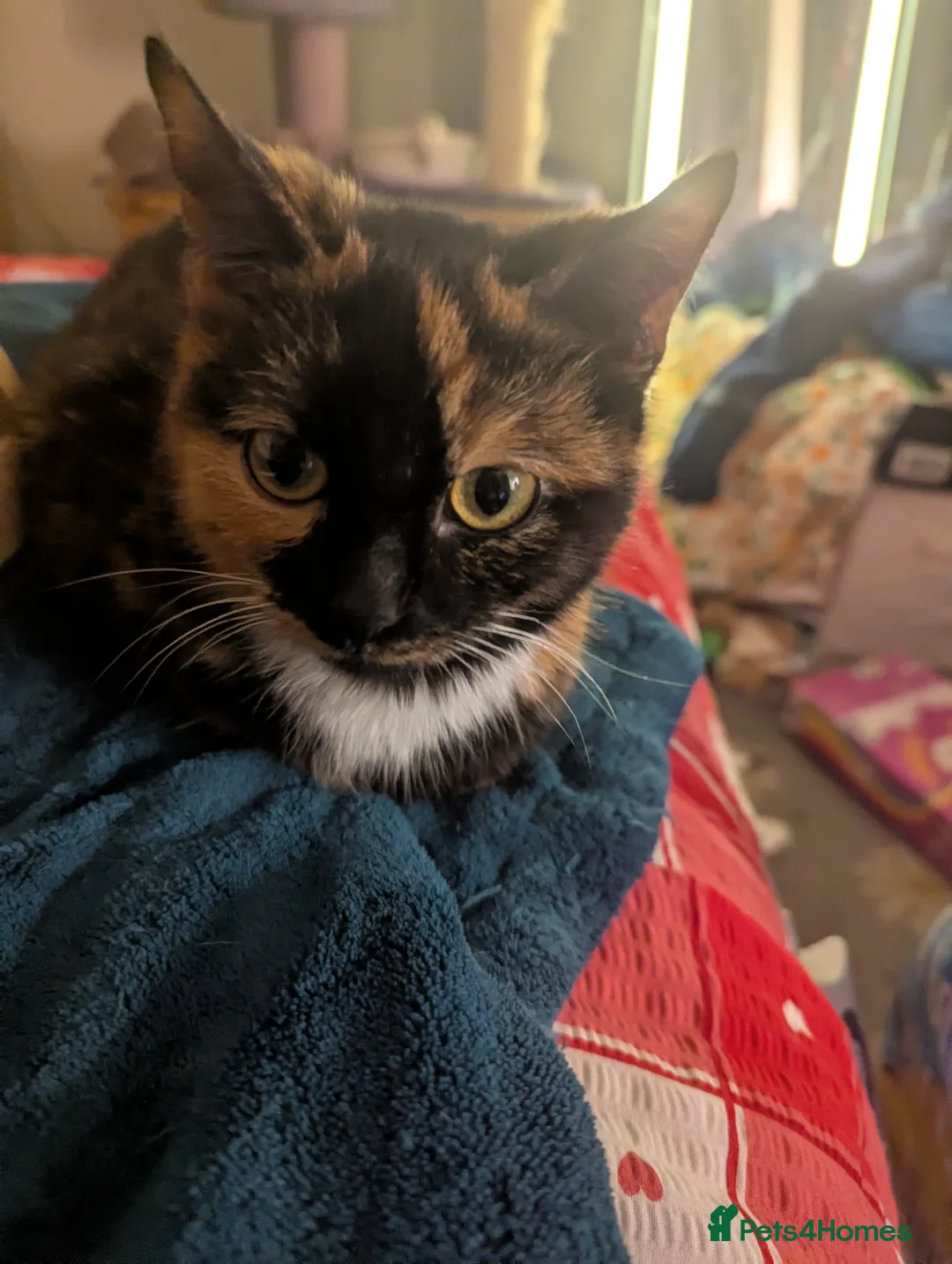 Mixed Breed cats for sale: Gorgeous 7 month old kittens  - Advert 1