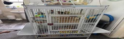 Lovebirds birds for sale: Pair of lovebirds for sale - Advert 6