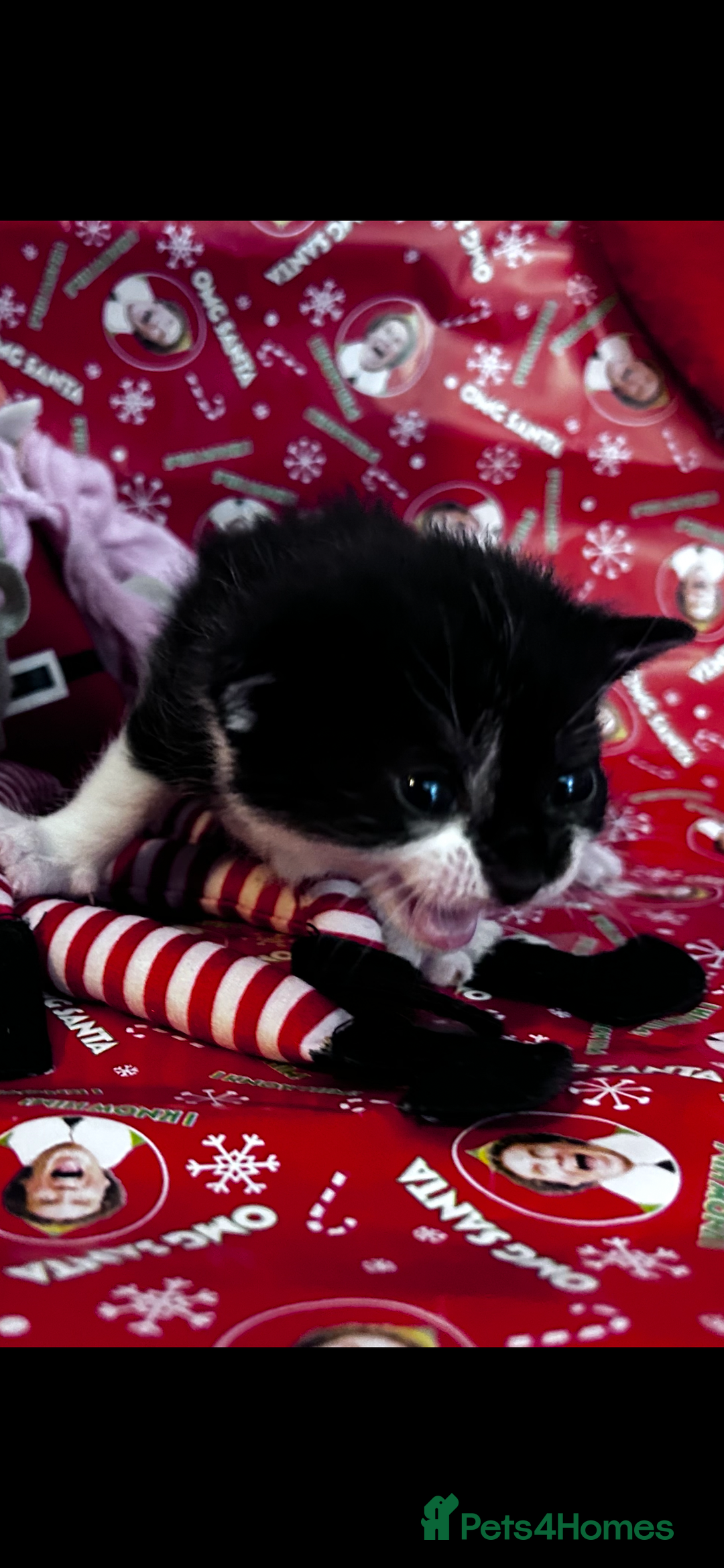 Mixed Breed cats for sale: Male kittens for sale  - Advert 2