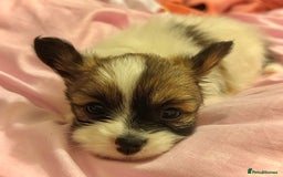 Papillon dogs for sale: RESERVED - 1 papillon girl puppy for sale - Image 2