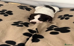 Cocker Spaniel dogs for sale: Cocker spaniel puppies - Advert 3