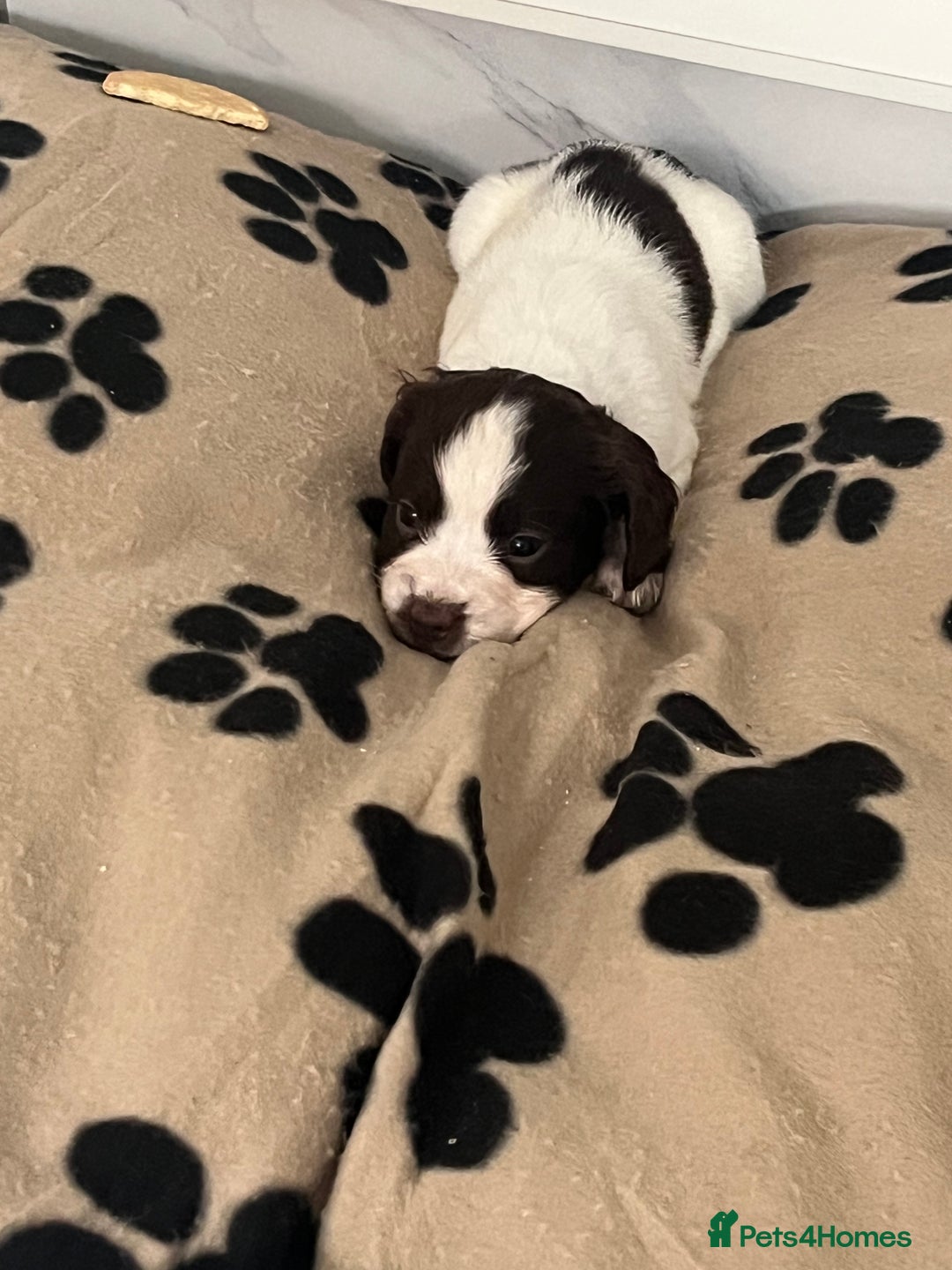 Cocker Spaniel dogs for sale: Cocker spaniel puppies - Advert 3