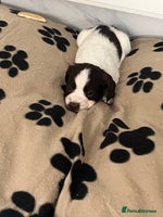 Cocker Spaniel dogs Cocker spaniel puppies - Advert 9