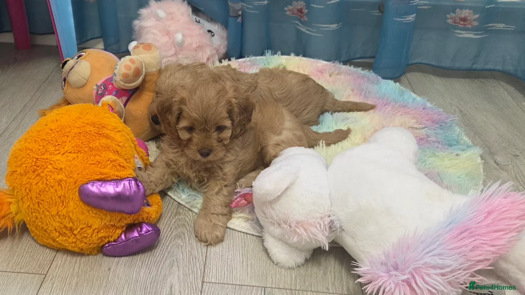 Cavapoo dogs for sale: Beautiful Cavapoo Puppies – Ready from 7th March - Advert 4