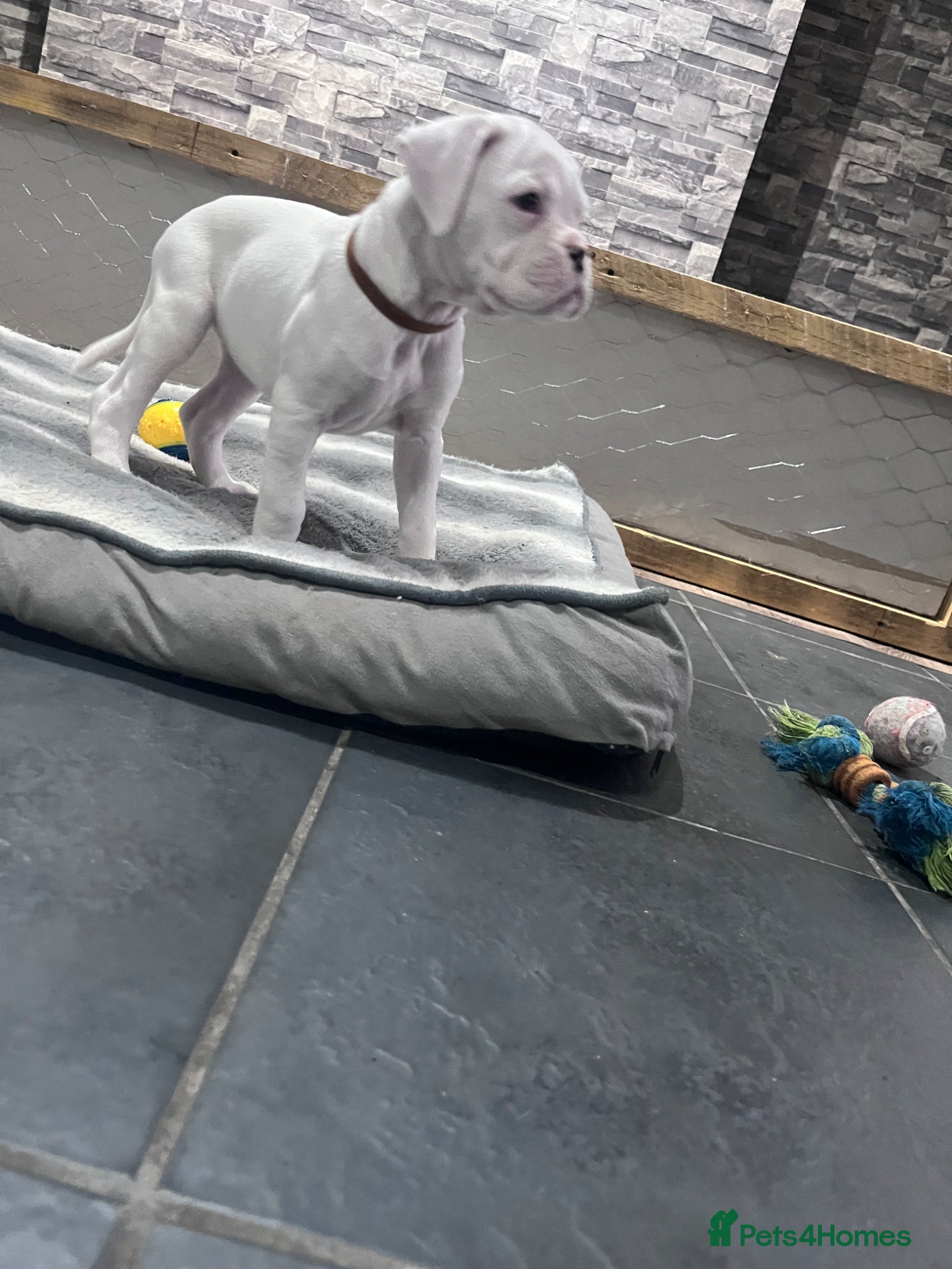 Boxer dogs Beautiful white boxer! - Advert 1