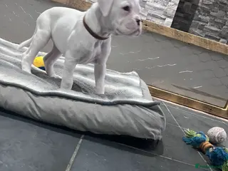 Boxer dogs Beautiful white boxer! - Advert 1