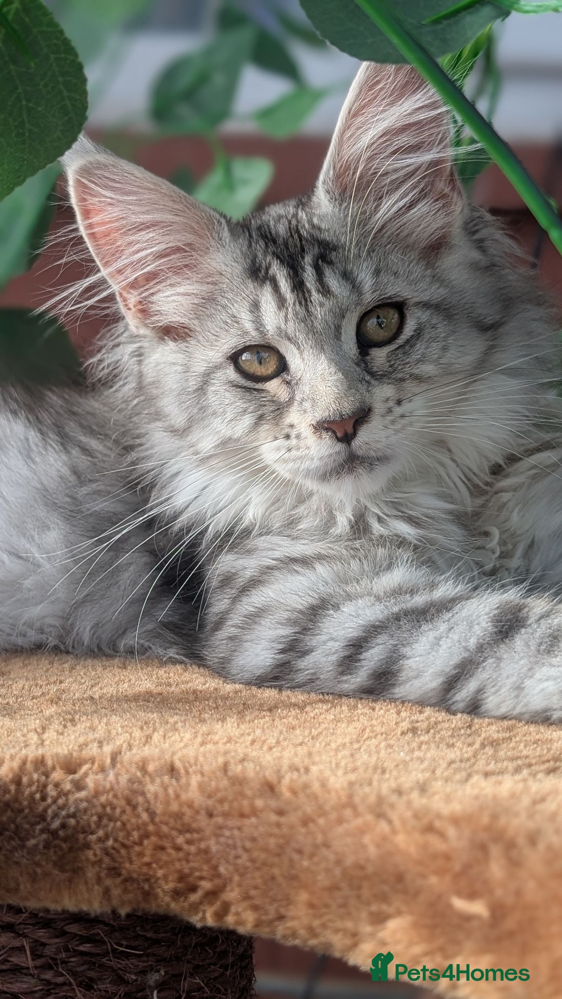 Maine Coon cats Stunning Tica registered Maine coon girls - Advert 4