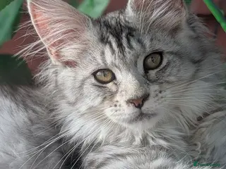 Maine Coon cats Stunning Tica registered Maine coon girls - Advert 4