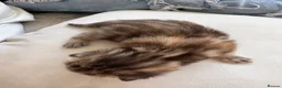 Mixed Breed cats for sale: 6 Absolutely Gorgeous Kittens!  - Advert 11