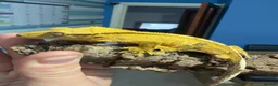 Gecko reptiles for sale: CRESTED GECKOS £80 each  - Advert 5