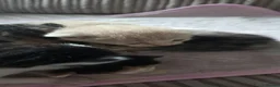 Mixed Breed cats for sale: Beautiful mixed breed kittens must go this week. - Advert 4