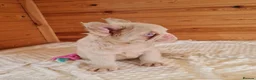 French Bulldog dogs for sale: Fluffy pink husky  **  in Stoke-on-Trent - Advert 12