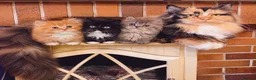 Persian cats for sale: Rare DWARF LEG PERSIANS - Persian Munchkin Minuets - Advert 5