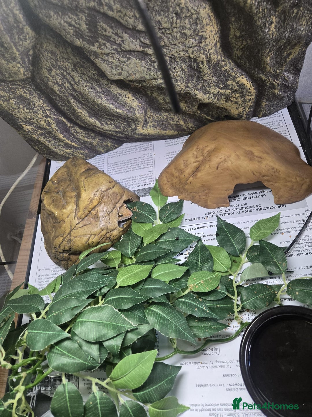 Gecko reptiles for sale: Gecko - Image 3