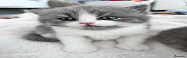 British Shorthair Kitten 1