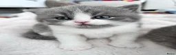 British Shorthair cats for sale: TICA registered pedigree British Shorthair kittens - Advert 11