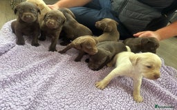 Labrador Retriever dogs for sale: KC Labrador puppies - Image 3
