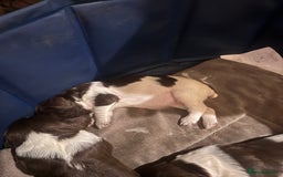 English Springer Spaniel dogs for sale: Beautiful springer spaniel girls  - Advert 4