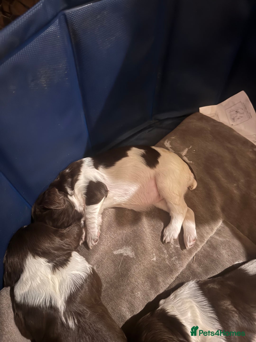 English Springer Spaniel dogs for sale: Beautiful springer spaniel girls  - Advert 4