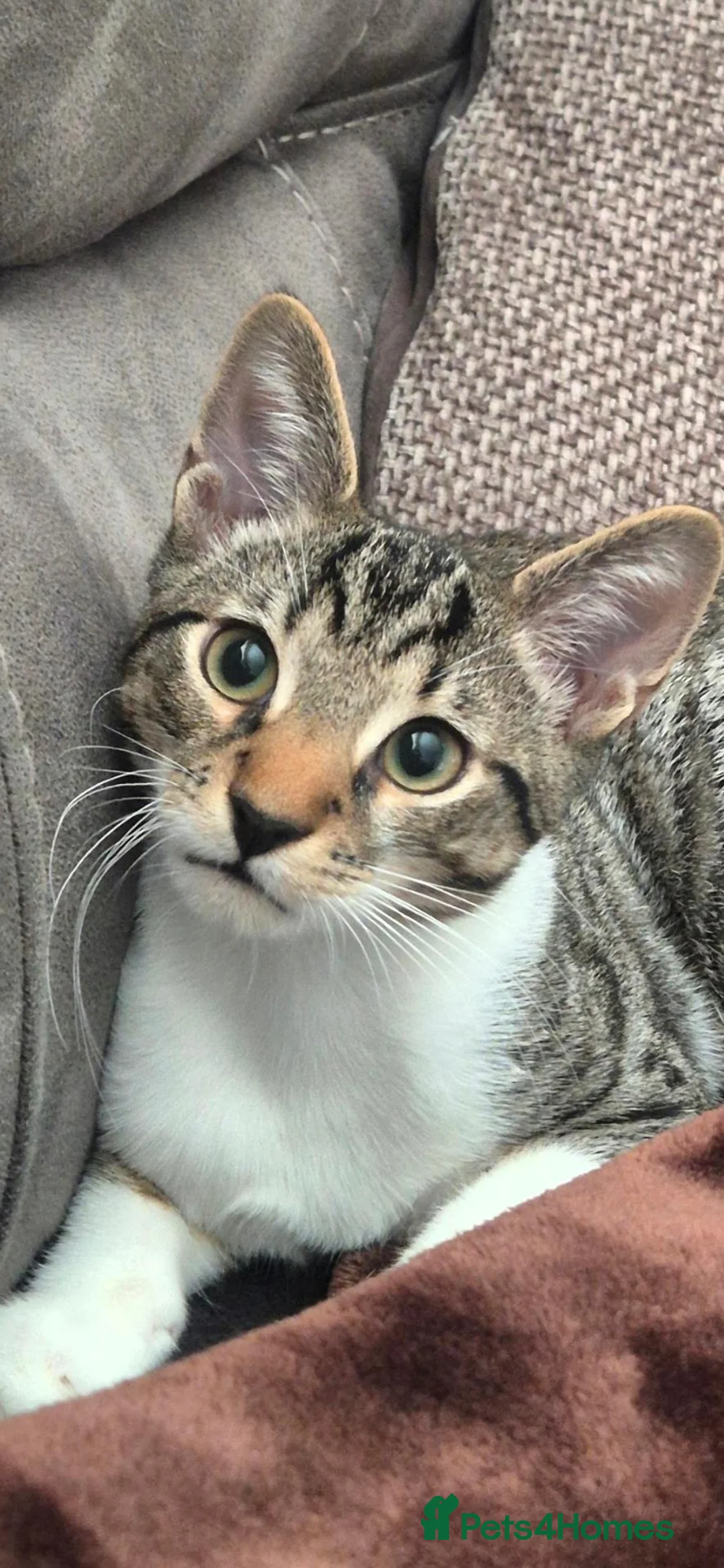 Mixed Breed cats for sale: 2 brothers - same litter - tabby in Llanelli - Advert 2