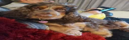 Cocker Spaniel dogs for sale: Beautiful Chocolate Tan and White pups in Ulceby - Advert 12