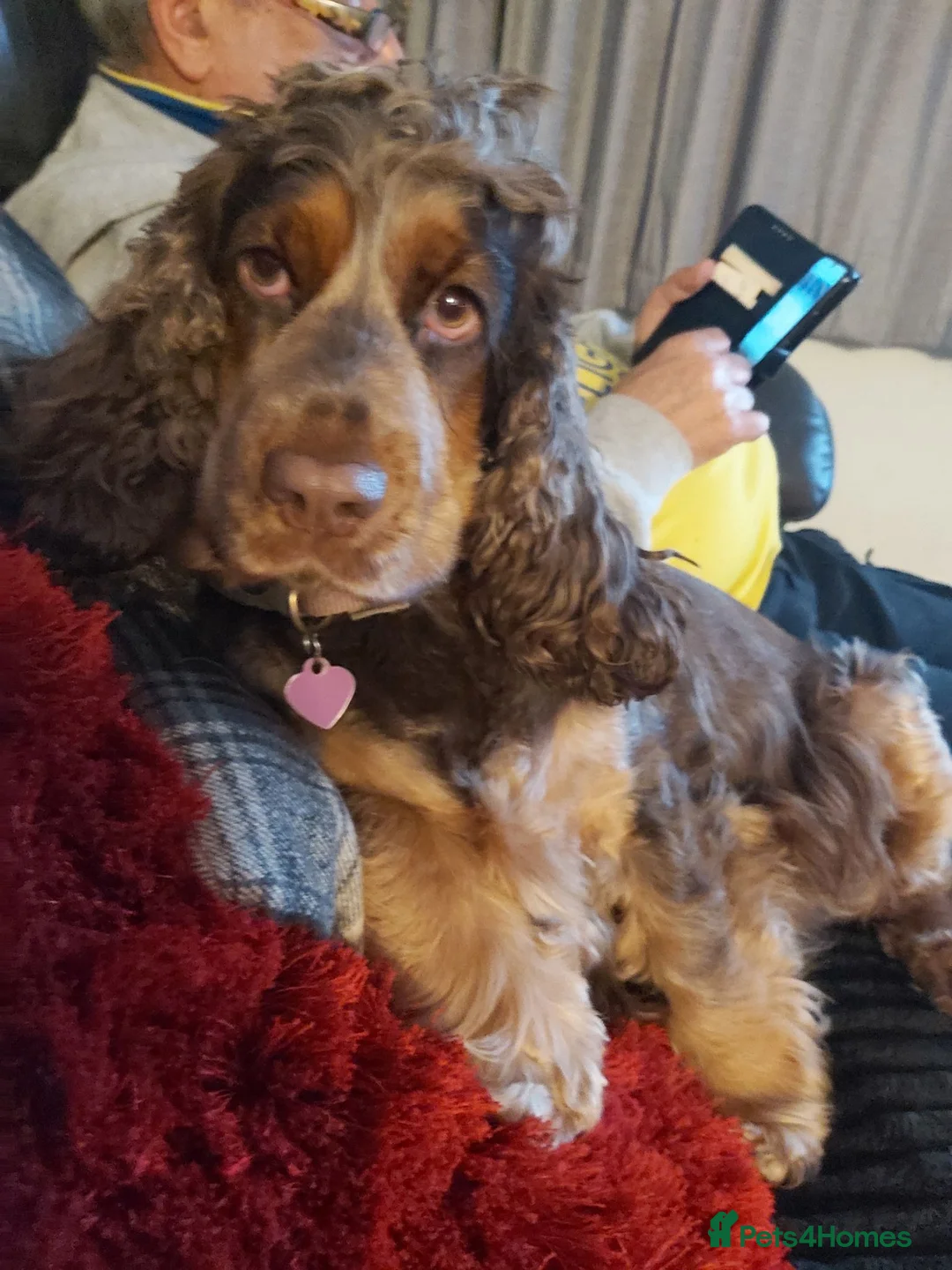 Cocker Spaniel dogs for sale: Beautiful Chocolate Tan and White pups in Ulceby - Advert 12
