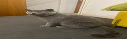 British Shorthair cats for sale: British Shorthair Male – Plush Silver Coat - Advert 6