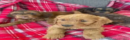 Cockapoo dogs for sale: F1 MINIATURE SHOW TYPE COCKAPOO PUPPIES  - Advert 19