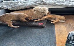 Irish Wolfhound dogs for sale: S Eccleston  - Image 3